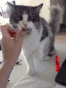 猫舔你是因为它把你当成小弟了吗,如果你家猫咪爱舔你这是什么表现