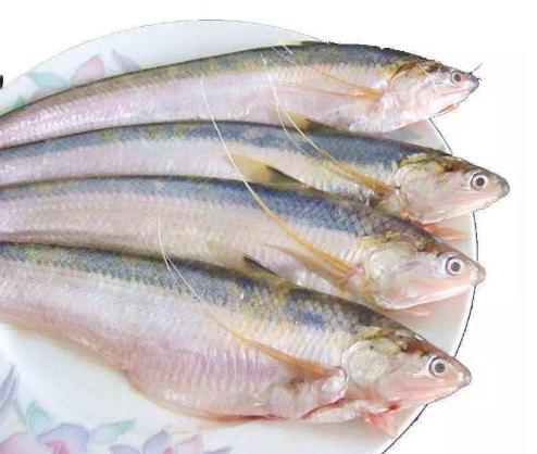 吃鱼翅犯法吗,吃鱼翅犯不犯法