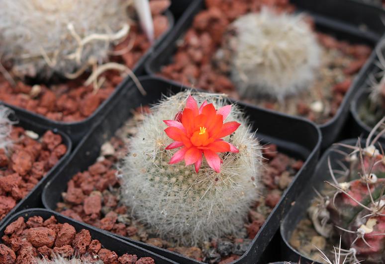 仙人球盆栽教程新手入门,如何让仙人球长得又壮又绿又大