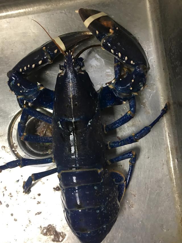 咸香可口外脆里嫩的椒盐皮皮虾,椒盐皮皮虾怎么做才能酥脆不起油