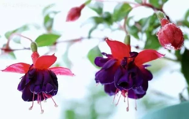 惊艳倒挂金钟,惊艳倒挂金钟图片