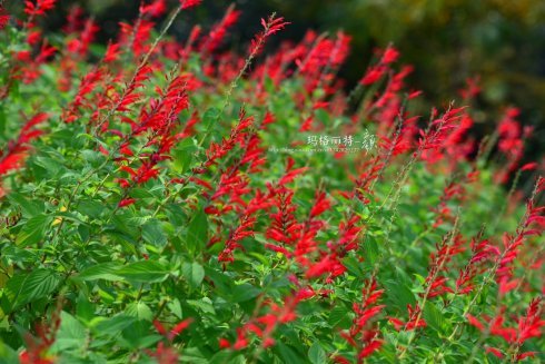 西餐常用的十三种香草介绍大全,西餐中常用的15种香料和香草