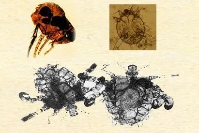 关于蚊虫叮咬引起的皮肤病,最近皮肤容易被蚊虫叮咬