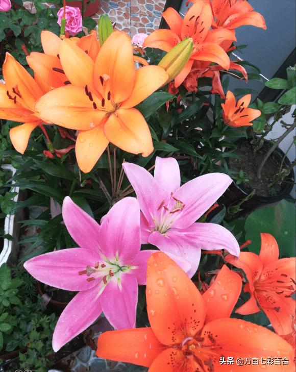 春天室外地栽百合花种植方法介绍,百合花室内盆栽种植几月份最好