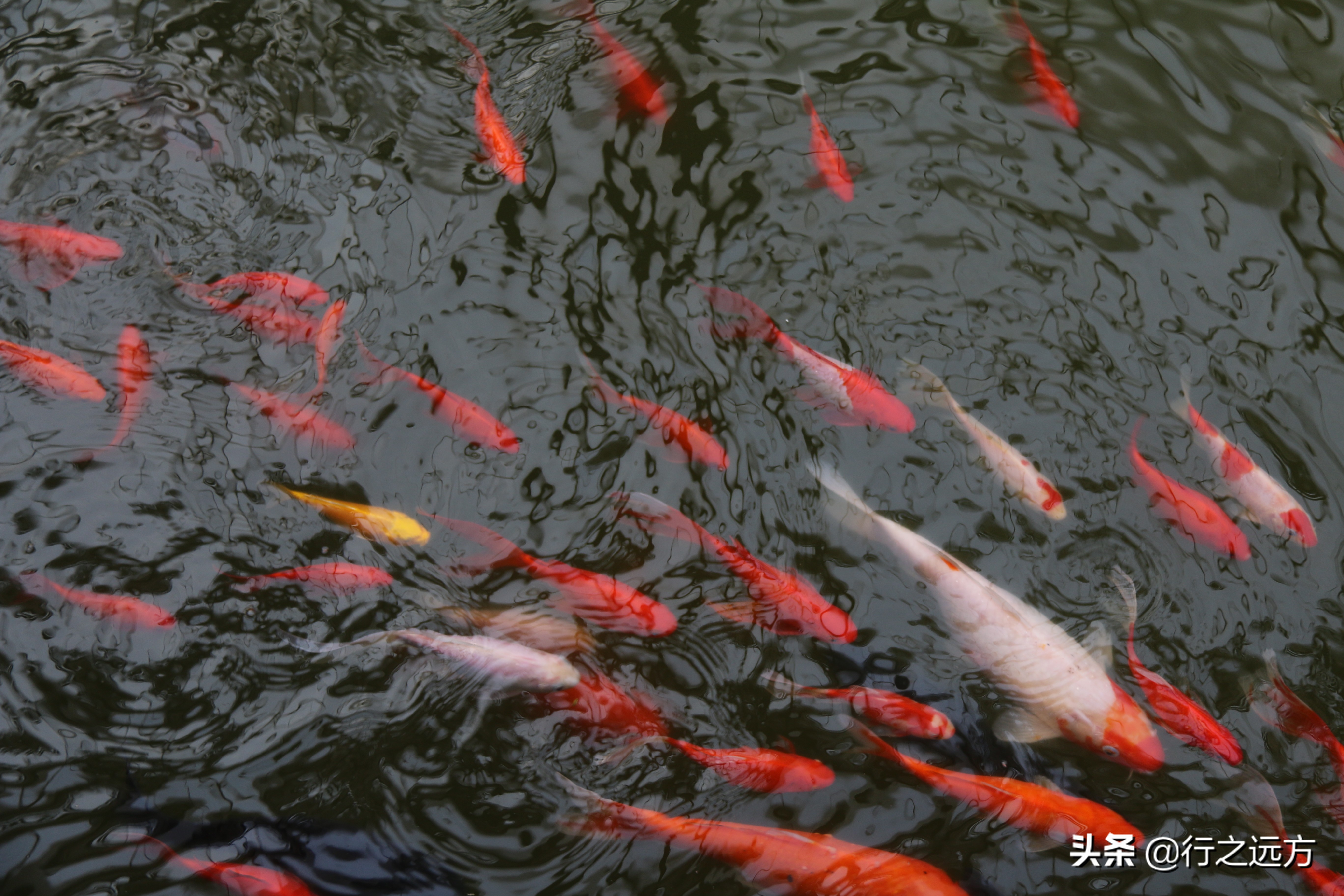 廊坊九天休闲谷人山人海,河北廊坊九天休闲谷