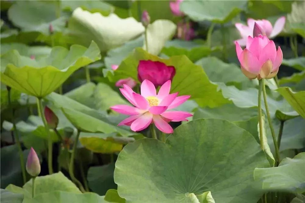 夏季最美荷花在哪里,山东最漂亮的荷花