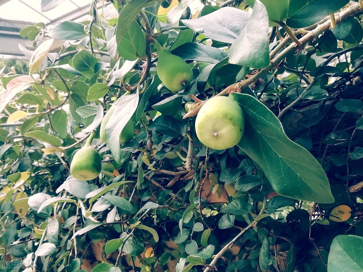 这8种花草决不能放家里,房顶植物花草种植方法