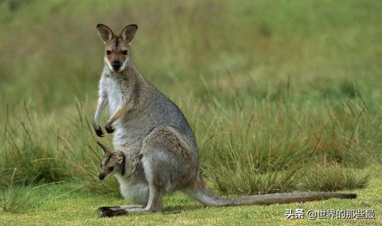 银背大猩猩和袋鼠拳击谁更厉害,银背大猩猩打架袋鼠vs老虎