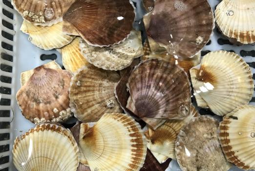 猪肝可以保护孩子的眼睛吗,保护视力的食物猪肝