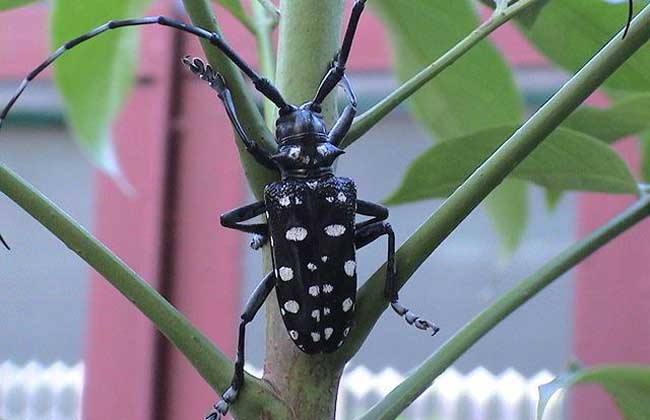 光肩星天牛危害特征及生物防治,光肩星天牛的特征和名字的由来