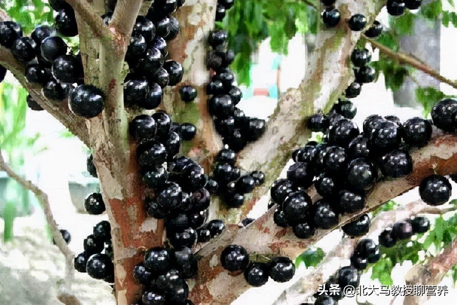 和葡萄很像但是很大的水果是什么,黑色的水果像葡萄一样的叫什么