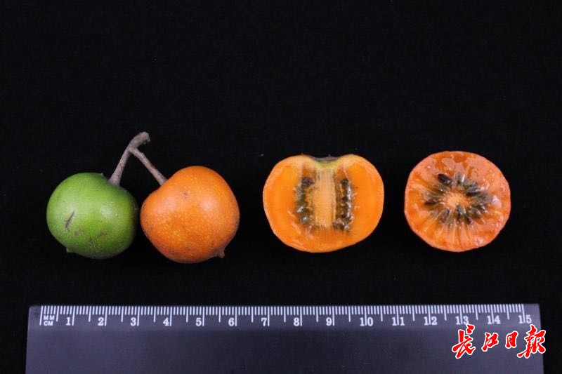 正宗翠香绿心新鲜猕猴桃,武汉植物园选育猕猴桃