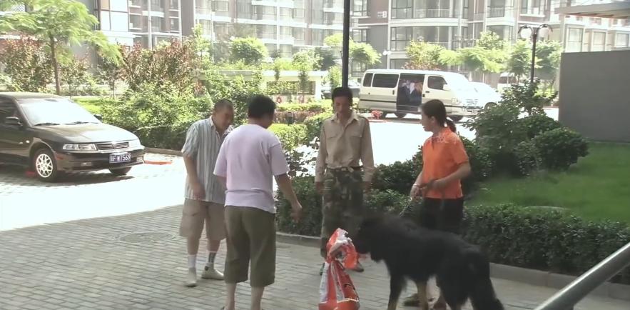 主人想把狗安乐死,主人选择抛弃狗狗