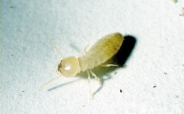 白蚁的种类及图片大全,白蚁种类及危害