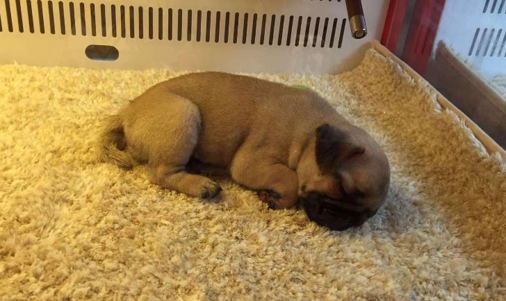 新手养巴哥犬需要注意什么,巴哥犬饲养注意事项大全图片