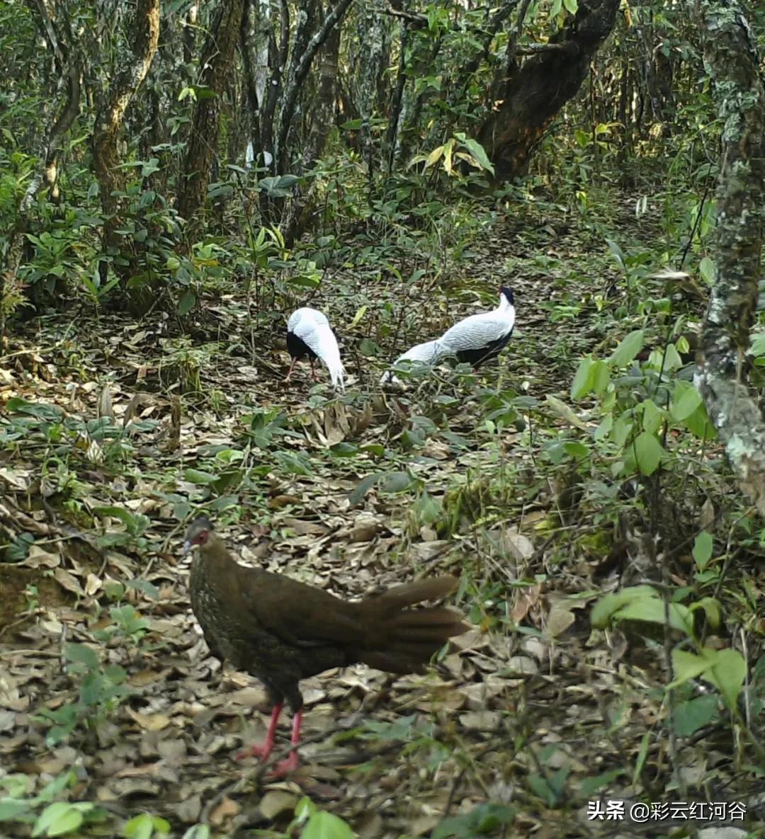 中国云南哪里好看,云南的云彩为什么好看
