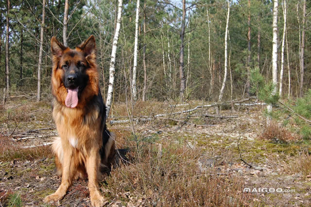 中国有什么名贵的狗,俄罗斯名贵狗价格