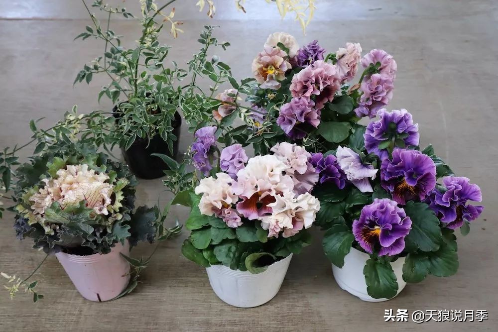 三色堇花卉盆栽,四季开花盆栽三色堇