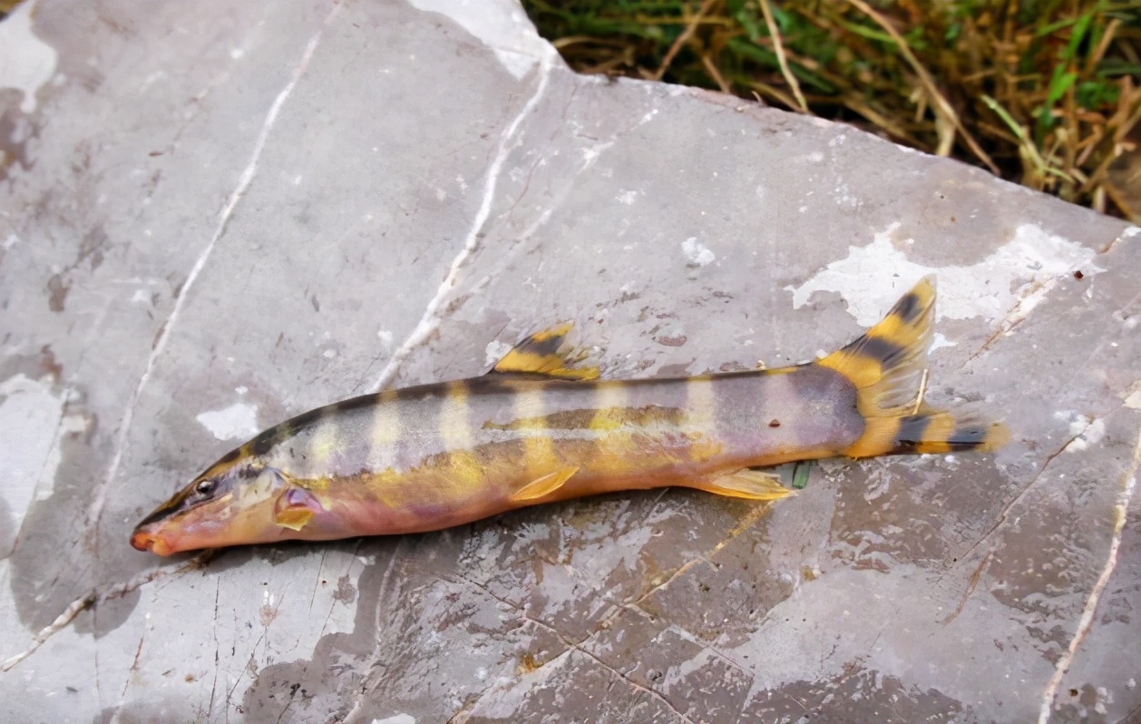 稀奇鱼类绿色泥鳅,长江稀有泥鳅