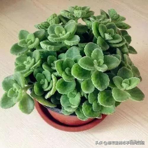 100种常见花卉植物图谱,100种花卉素描图谱