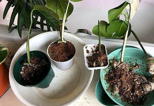 龟背竹的枝条扦插繁殖法,龟背竹弱枝扦插繁殖方法