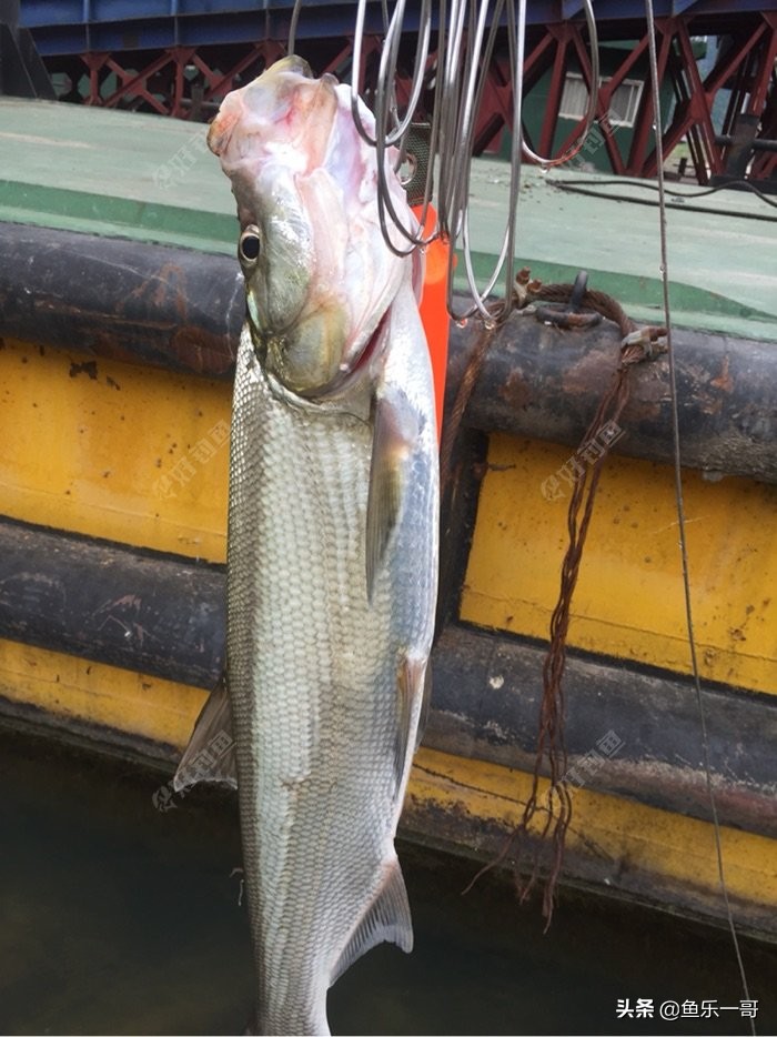 野钓翘嘴的必知技巧视频,夏季钓大翘嘴的2种靠谱方法