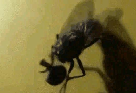 苍蝇为什么有时候把头拧下来玩,为什么苍蝇老喜欢搓手呢