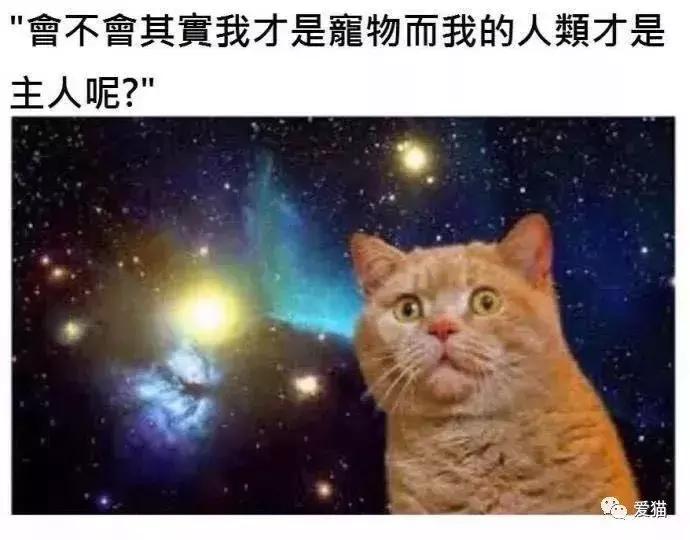 猫是否知道自己是猫,猫知自己是猫么