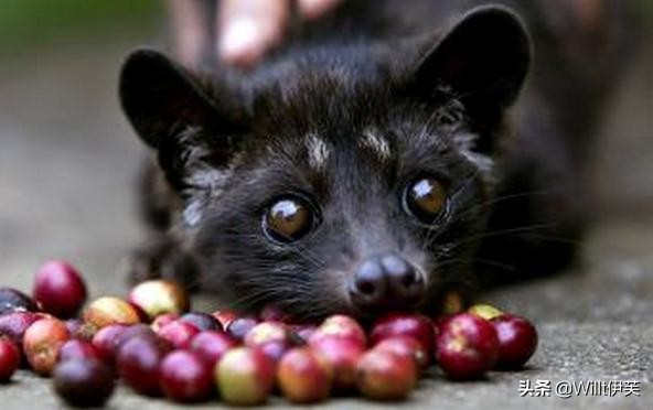 人类最早的避孕措施,古老避孕药有哪些