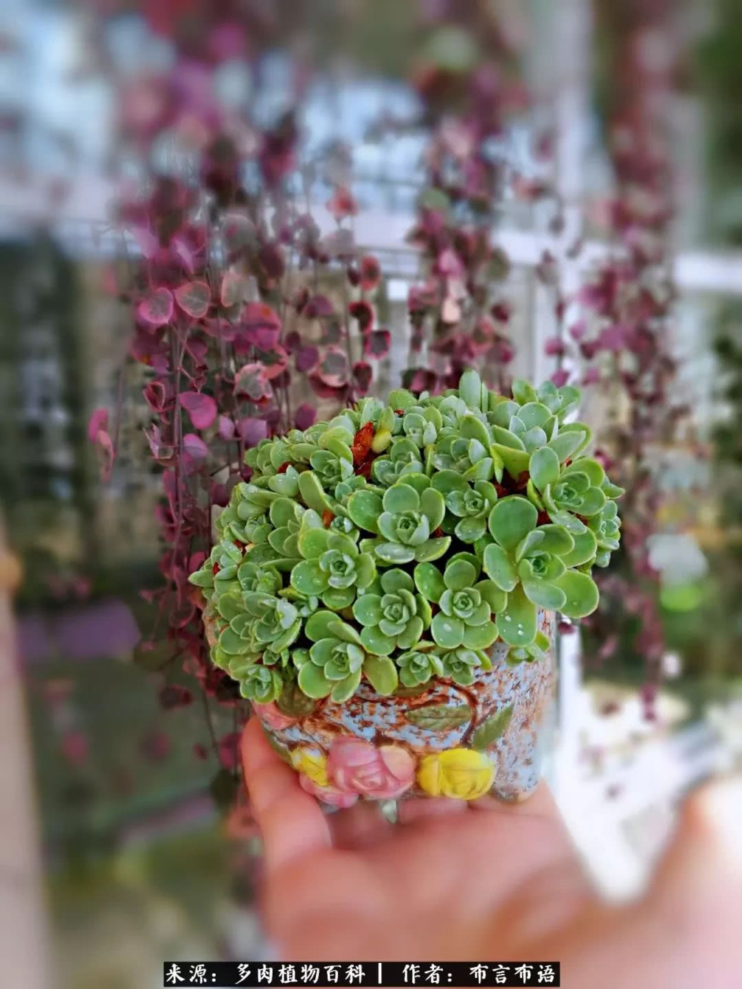 从多肉上感悟人生,多肉的真实生活感悟