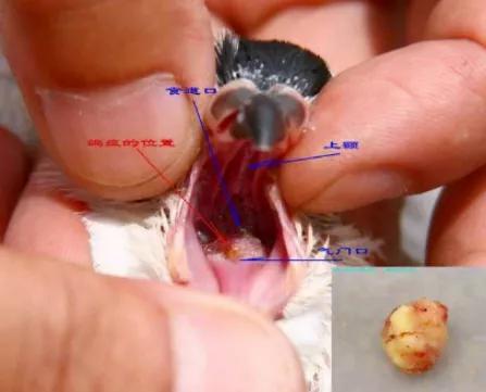 鸽子第一杀手—毛滴虫，在夏季如此猖獗，养鸽户们应该这样解决