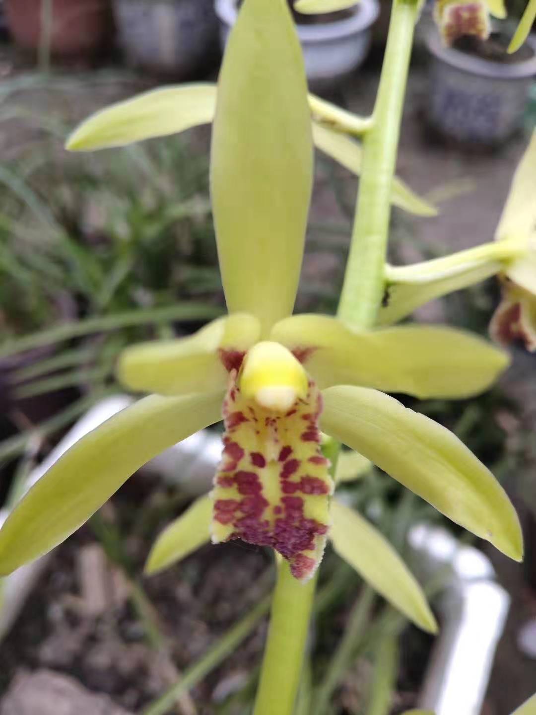 给我们科普一下兰花怎么养,200种兰花家庭莳养方法