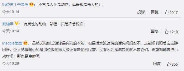 狗妈妈洪水中救小奶狗,狗妈妈暴雨救小狗