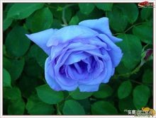 玫瑰的花语100句,一朵盛开的玫瑰花语