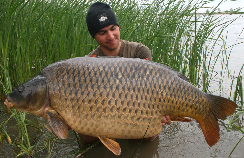 南方鲤鱼和北方鲤鱼区别,鲤鱼能长多少斤