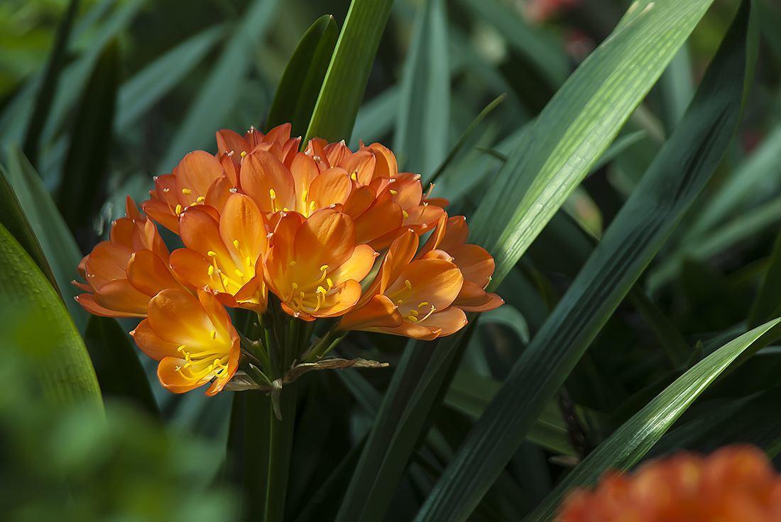 君子兰开花不出花苞是什么原因,君子兰出花苞怎样快速开花