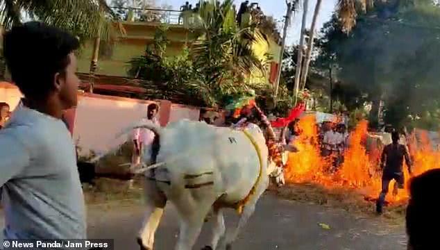 印度庆祝传统节日互扔牛粪,印度最奇葩的节日用10吨牛粪庆祝
