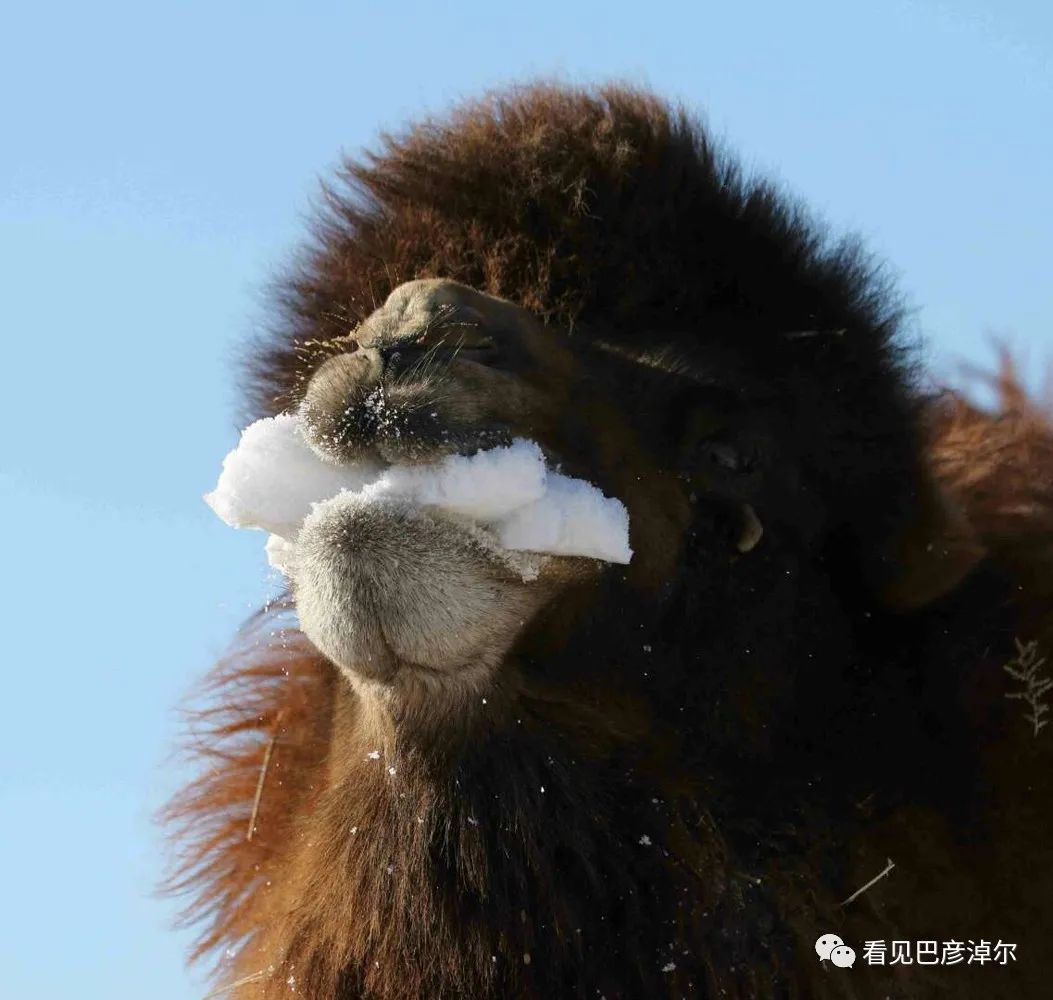 戈壁红驼，乌拉特草原上的珍珠