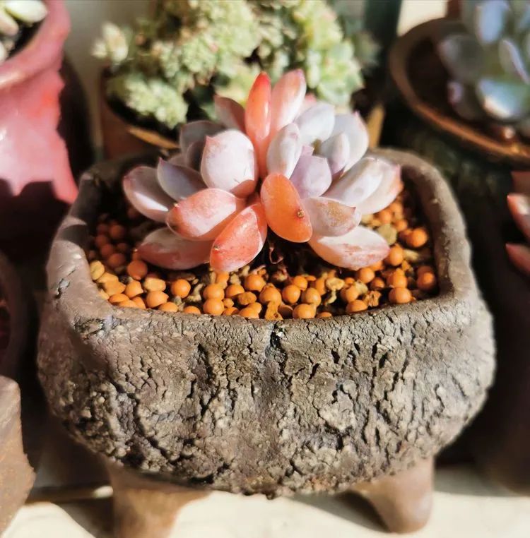 人生就像养多肉一样,人生如同养多肉时间不会怠慢