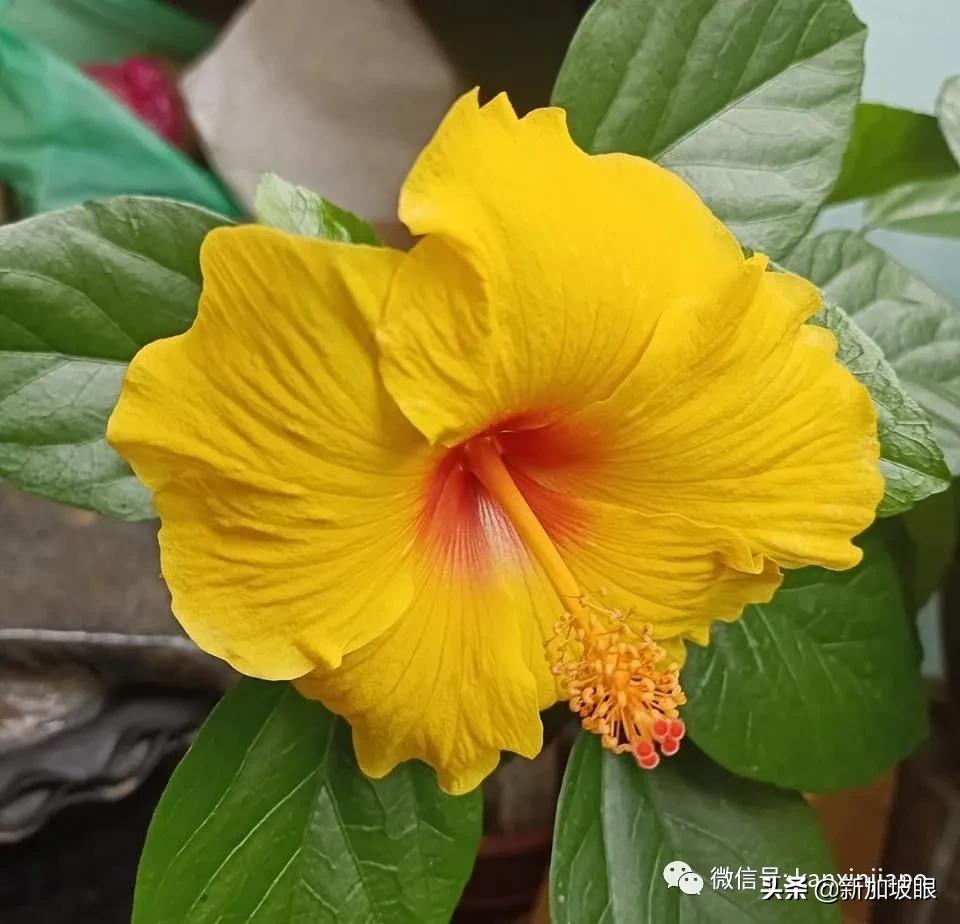 大红花和扶桑木槿有什么区别,木槿花和扶桑花哪个品种好