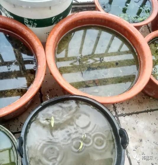 碗莲能养小鱼吗,一缸碗莲养几条小鱼