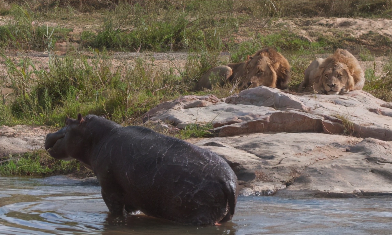 河马凶起来能干掉狮子,河马对抗狮子