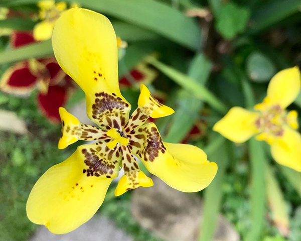 春天开放的十种花介绍,冬季里开花的15种花卉