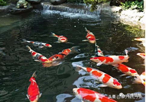 怎么分辨锦鲤有没生病,锦鲤生病的最佳方法