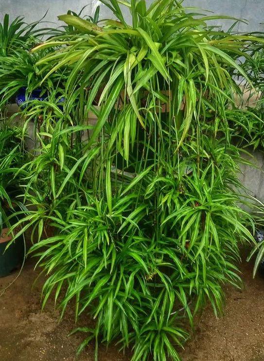 刚买回来的营养土怎么处理杀菌,营养土消毒方法和注意事项