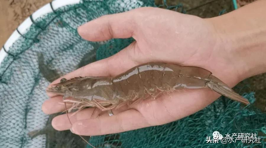 对虾投喂注意事项图片,对虾一天投喂量增加多少合适