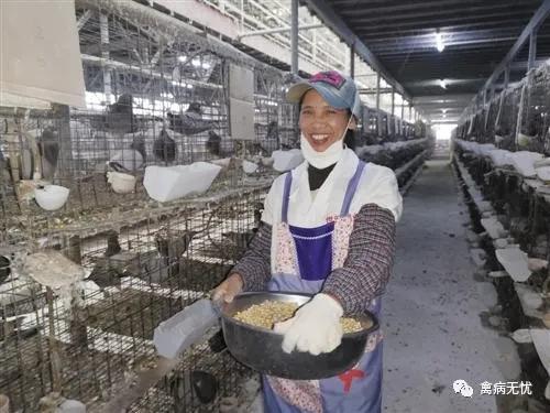 广西肉鸽基地,广西养殖肉鸽