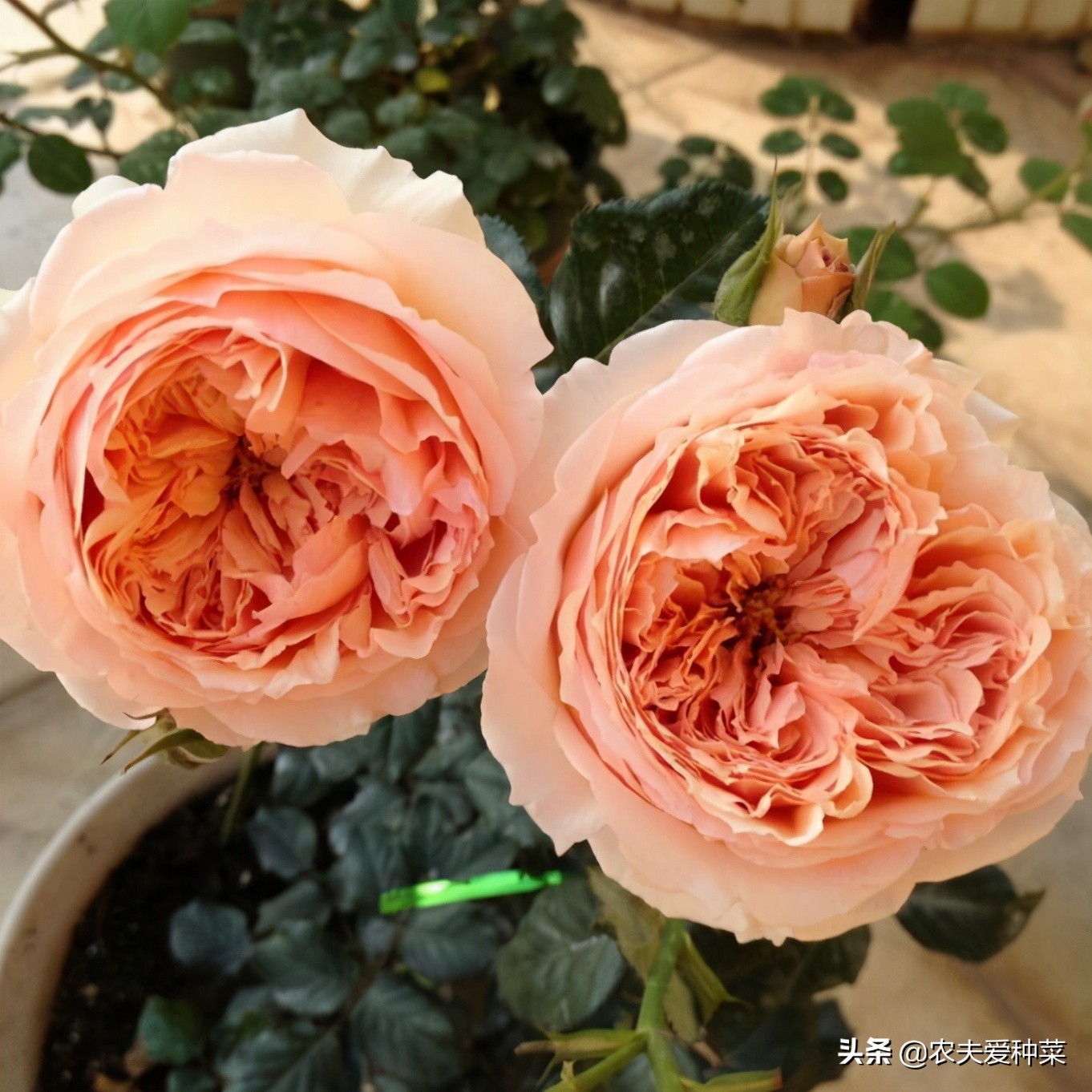 月季最名贵的品种有哪些,月季有哪些高档切花品种