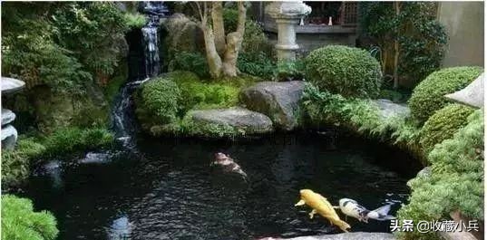 养锦鲤十大忌讳鱼池,养锦鲤最忌讳8件事