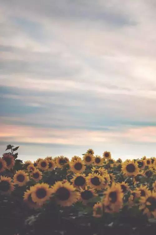 Word写论文如何生成目录？